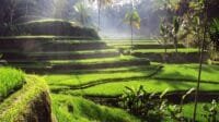 Tegallalang Rice Terrace Ubud