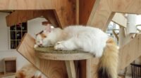 Kucing