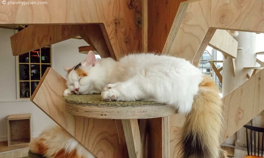 Kucing